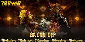 Gà Chọi Đẹp - Top 7 Chiến Kê Được Săn Đón Nhất Thị Trường